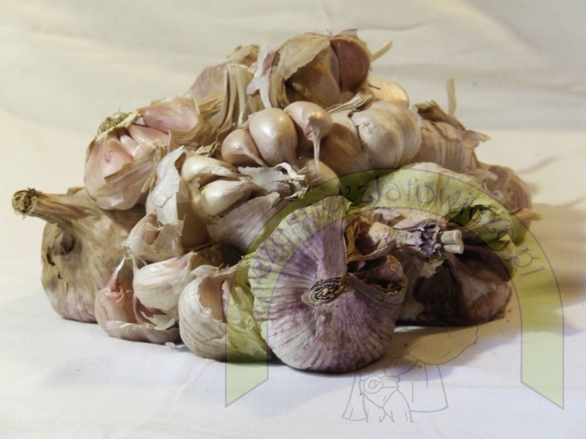 CZOSNEK PRZEMYSŁOMY 1 KG CZOSNEK PRZEMYSŁOMY 1 KG