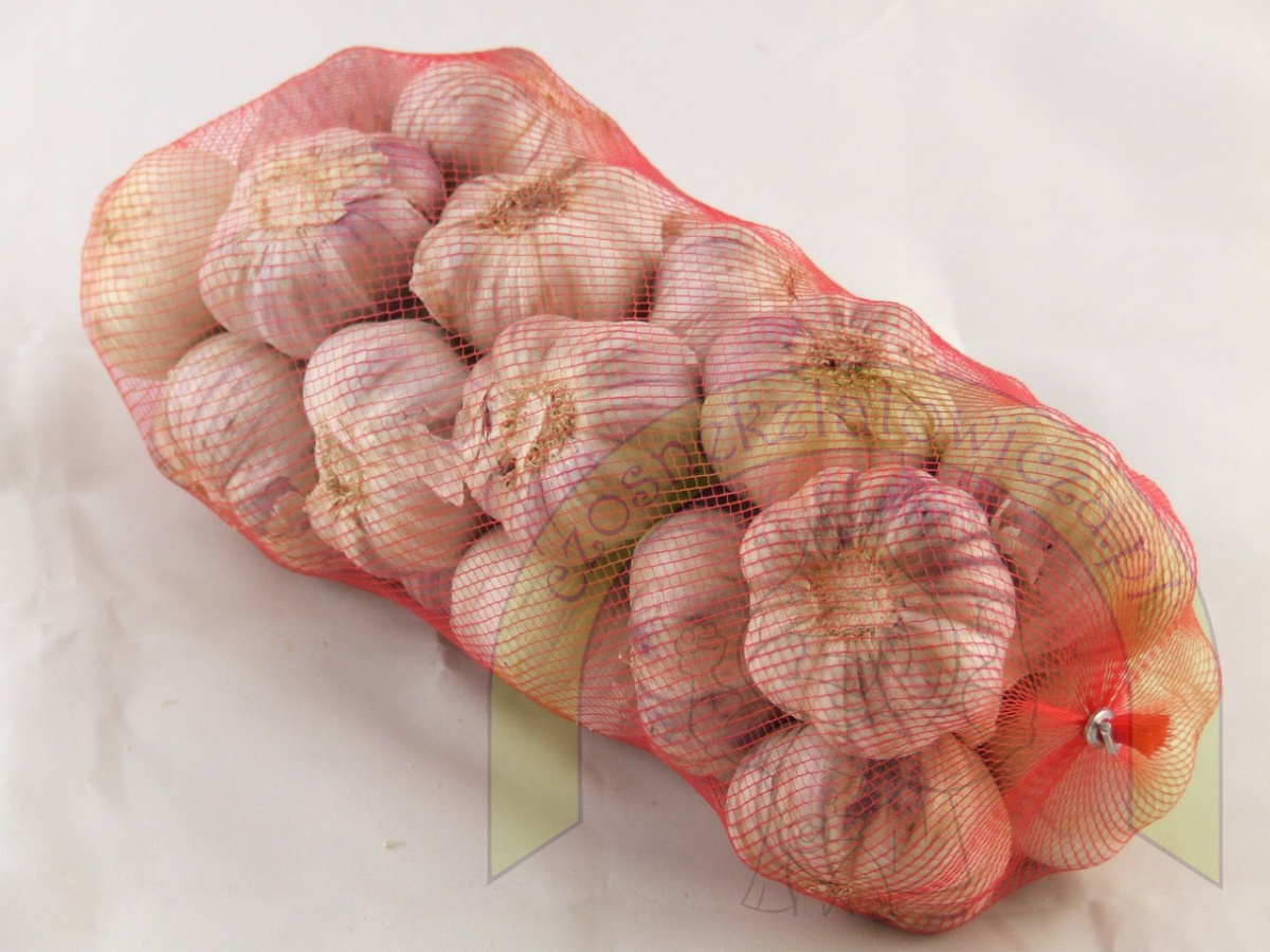 Czosnek zimowy Harnaś 40+ - siatka 1 kg Czosnek zimowy Harnaś 40+ - siatka 1 kg