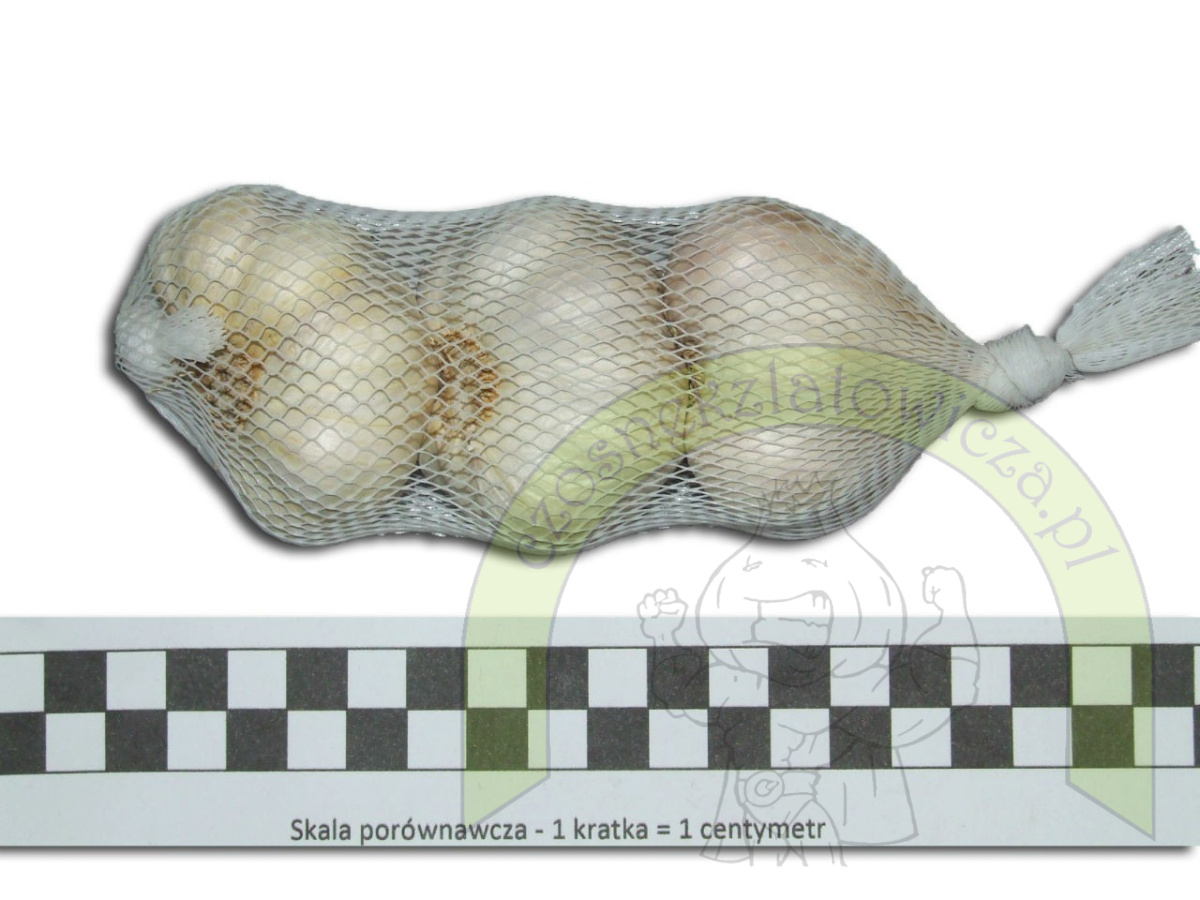 Czosnek Polski Latowicki Wiosenny Duży główki- siateczka 3szt. Czosnek Polski Latowicki Wiosenny Duży główki- siateczka 3szt.