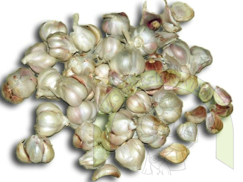Czosnek Polski Latowicki Wiosenny Przemysł - 450 gram Czosnek Polski Latowicki Wiosenny Przemysł - 450 gram