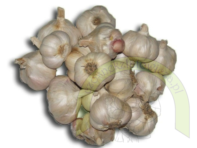 Czosnek Polski Latowicki Wiosenny ŚREDNI-450 gram Czosnek Polski Latowicki Wiosenny ŚREDNI-450 gram