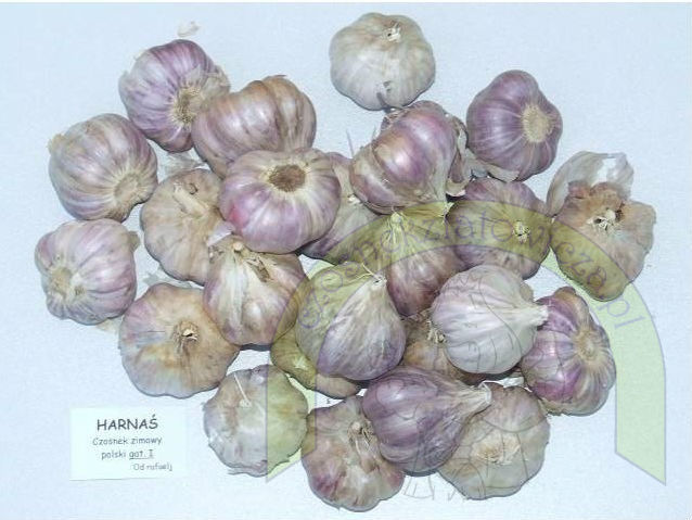Czosnek Zimowy Duży 450 gram Czosnek Zimowy Duży 450 gram