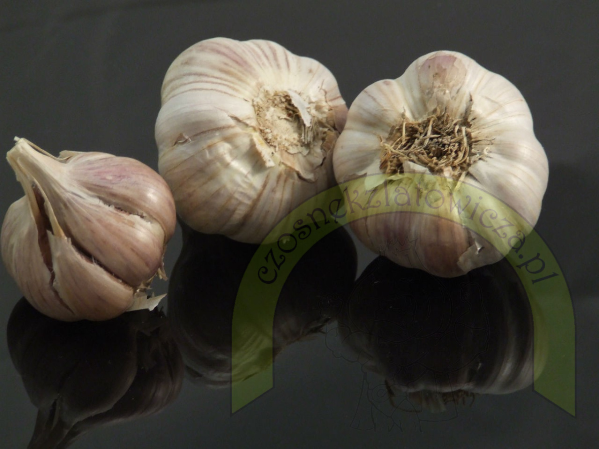 Czosnek Zimowy Duży 450 gram Czosnek Zimowy Duży 450 gram