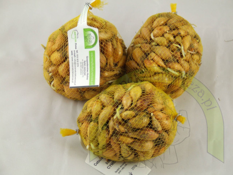Dymka CYMES I 250 g Dymka CYMES I 250 g