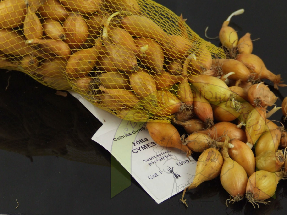 Dymka CYMES I 500 g Dymka CYMES I 500 g