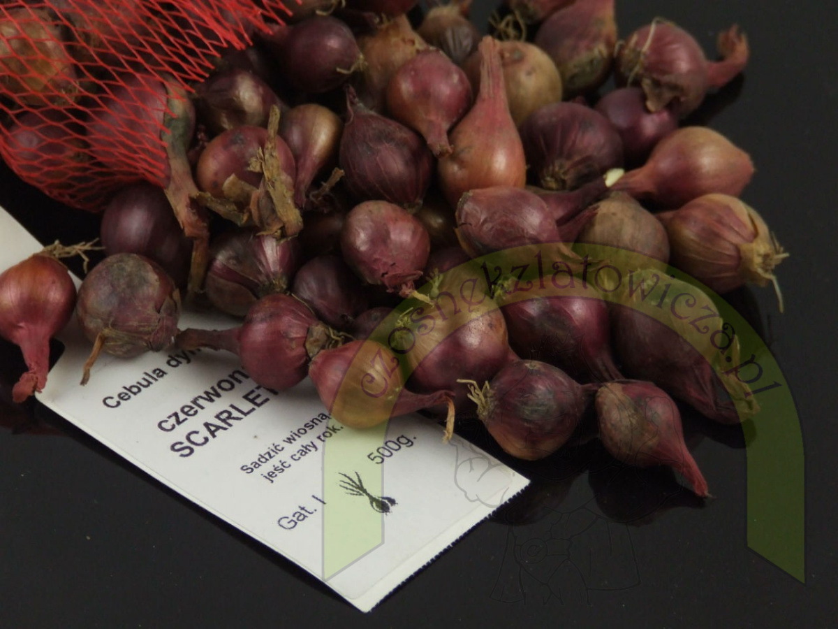 Dymka SCARLET II 500 g Dymka SCARLET II 500 g