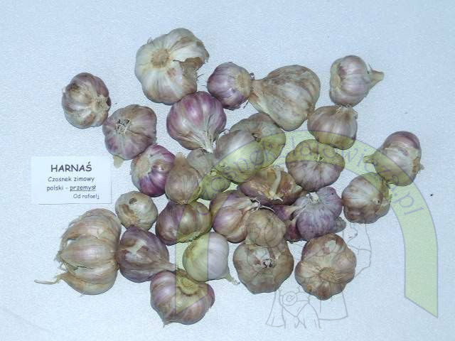 Harnaś Przemysł - siatka 450 gram Harnaś Przemysł - siatka 450 gram