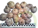 Harnaś do sadzenia - siatka 1 kilogram +GRATIS!