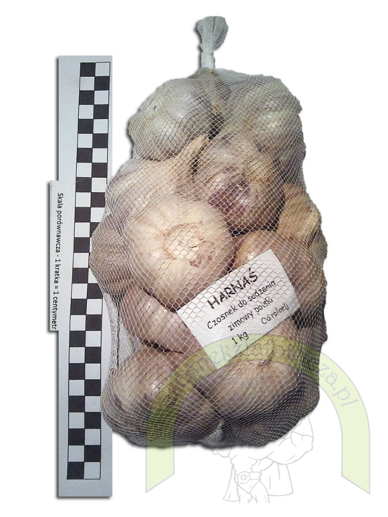 Harnaś do sadzenia - siatka 1 kilogram +GRATIS! Harnaś do sadzenia - siatka 1 kilogram +GRATIS!