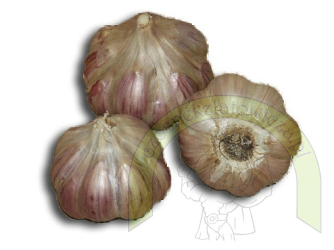 Harnaś do sadzenia - siatka 450 gram +GRATIS! Harnaś do sadzenia - siatka 450 gram +GRATIS!