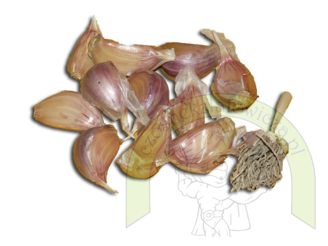 Harnaś do sadzenia - siatka 450 gram +GRATIS! Harnaś do sadzenia - siatka 450 gram +GRATIS!