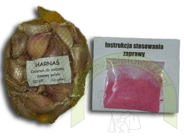 Harnaś do sadzenia - siatka 50 szt. +GRATIS! Harnaś do sadzenia - siatka 50 szt. +GRATIS!