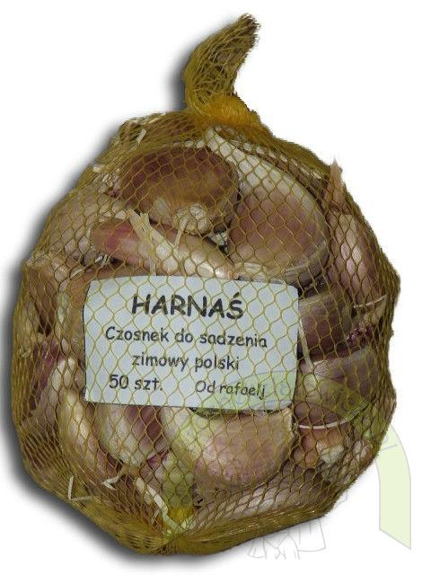 Harnaś do sadzenia - siatka 50 szt. +GRATIS! Harnaś do sadzenia - siatka 50 szt. +GRATIS!