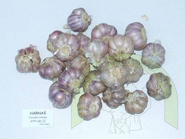 Harnaś Średni - siatka 450 gram Harnaś Średni - siatka 450 gram