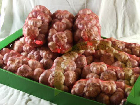 Czosnek zimowy Harnaś 45+ - siatka 1 kg zbiór 2023 Czosnek zimowy Harnaś 45+ - siatka 1 kg zbiór 2023