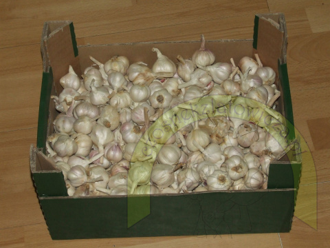 Latowicki Czosnek Wiosenny (*) średni 1 kg Latowicki Czosnek Wiosenny (*) średni 1 kg
