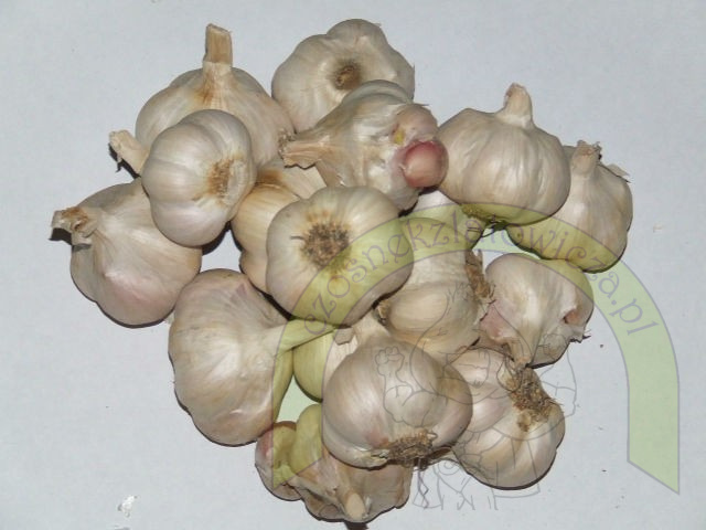 Latowicki Czosnek Wiosenny do sadzenia średni 1 kg Latowicki Czosnek Wiosenny do sadzenia średni 1 kg