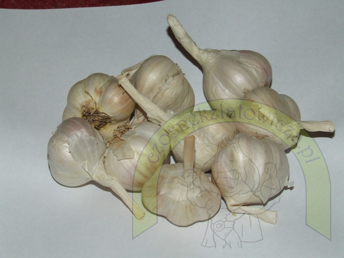 Latowicki Czosnek Wiosenny do sadzenia Polski 1 kg Latowicki Czosnek Wiosenny do sadzenia Polski 1 kg