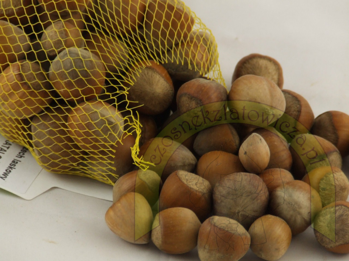Orzech laskowy Kataloński 500 g Orzech laskowy Kataloński 500 g