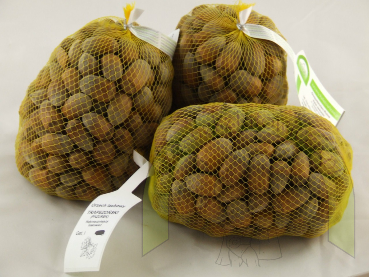 Orzech laskowy Trapezoński 500 g Orzech laskowy Trapezoński 500 g