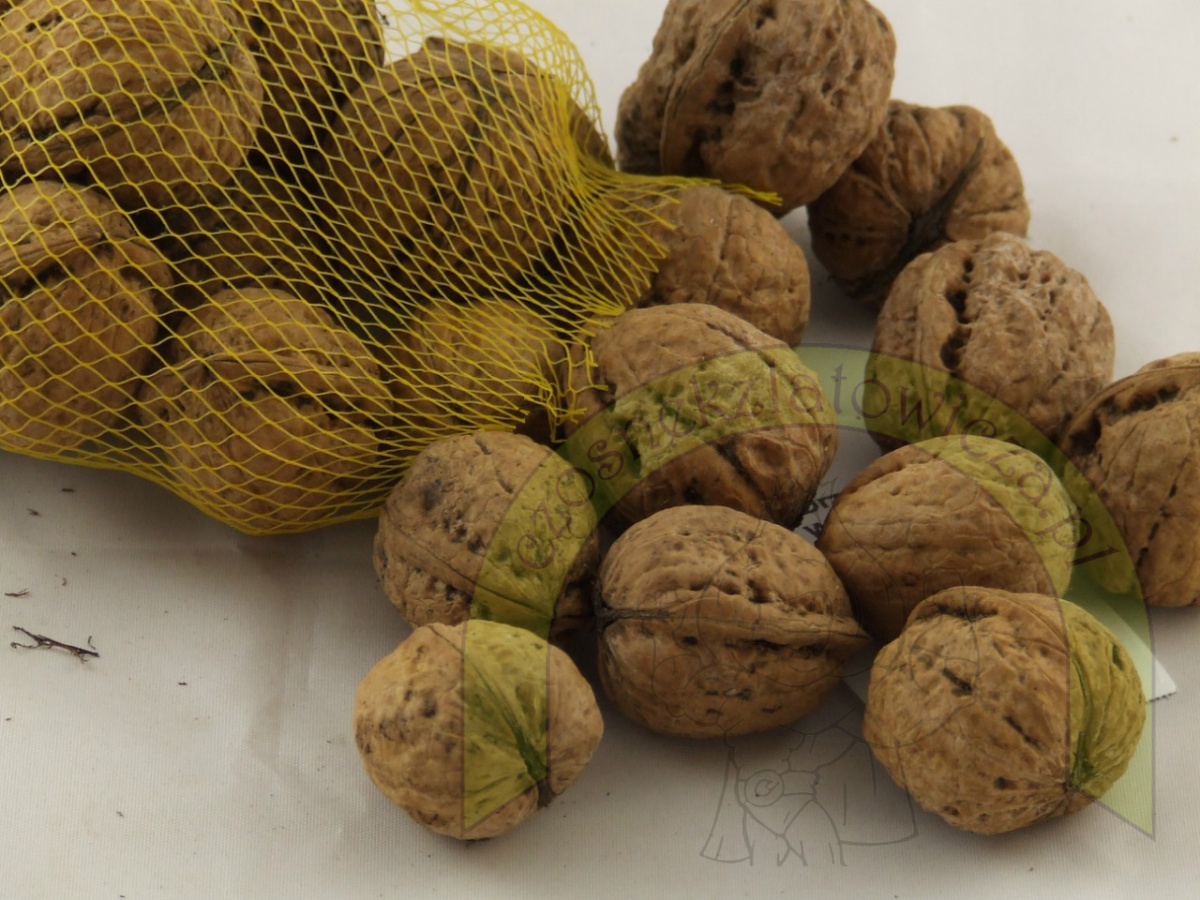 Orzech włoski 500 g Orzech włoski 500 g