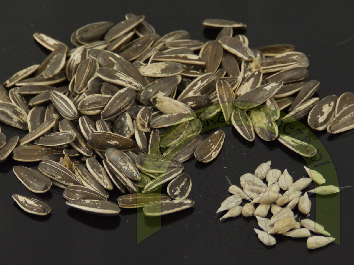 Słonecznik PASIAK 500 g Słonecznik PASIAK 500 g