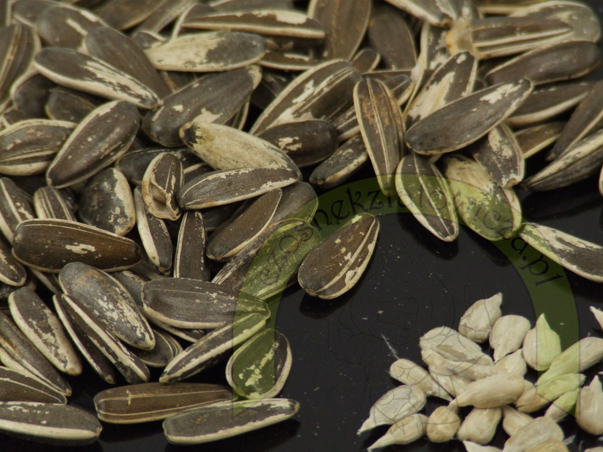 Słonecznik PASIAK 500 g Słonecznik PASIAK 500 g