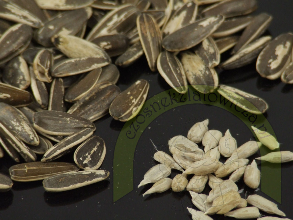 Słonecznik PASIAK gruby 250 g Słonecznik PASIAK gruby 250 g