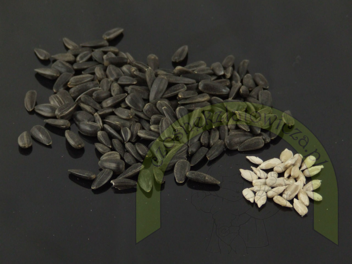 Słonecznik czarny gruby 250 g Słonecznik czarny gruby 250 g