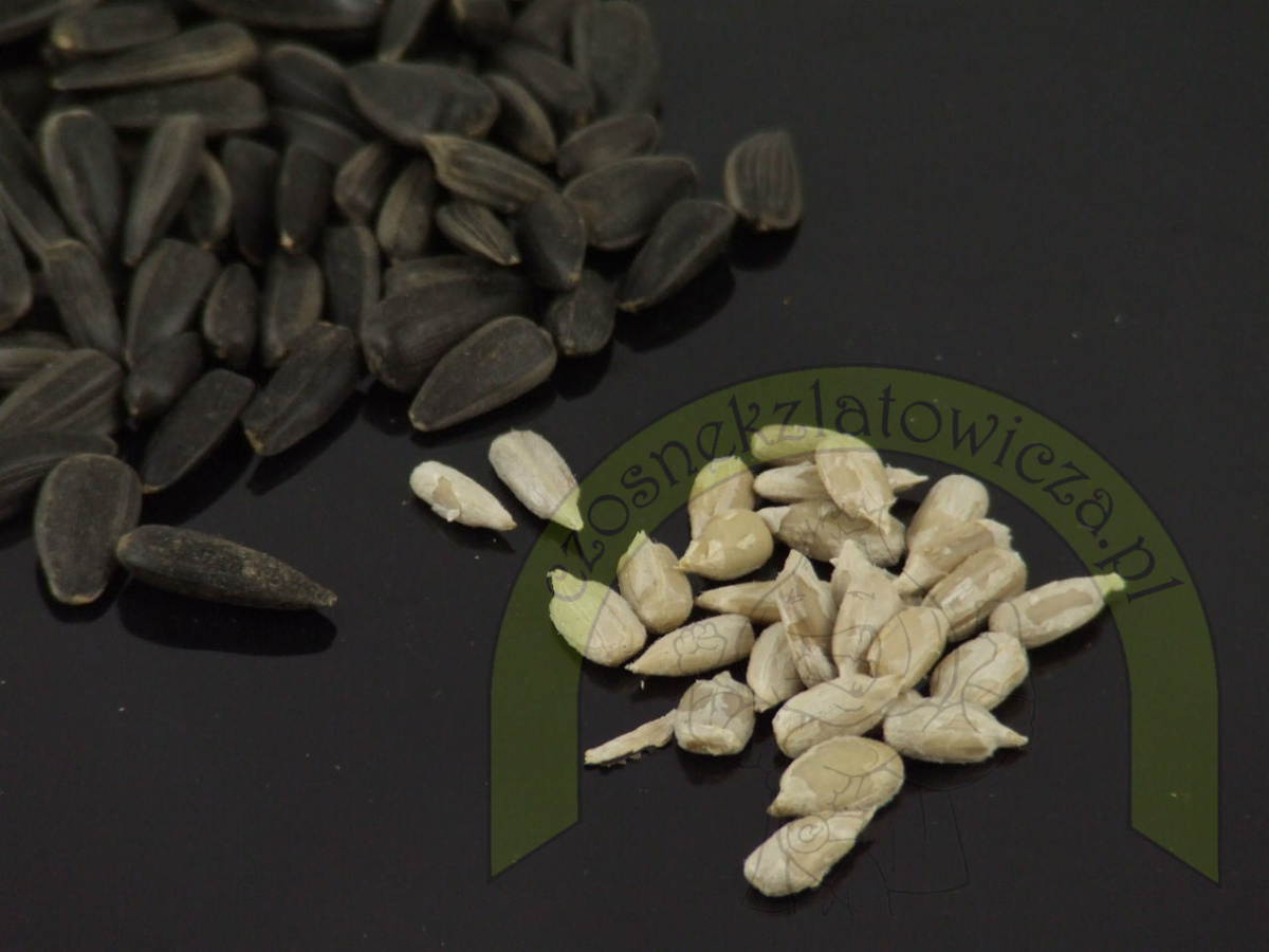 Słonecznik czarny gruby 250 g Słonecznik czarny gruby 250 g